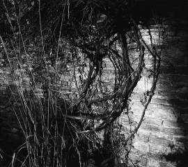 In Gilling Garden No 1, 2017, Gelatin silver print